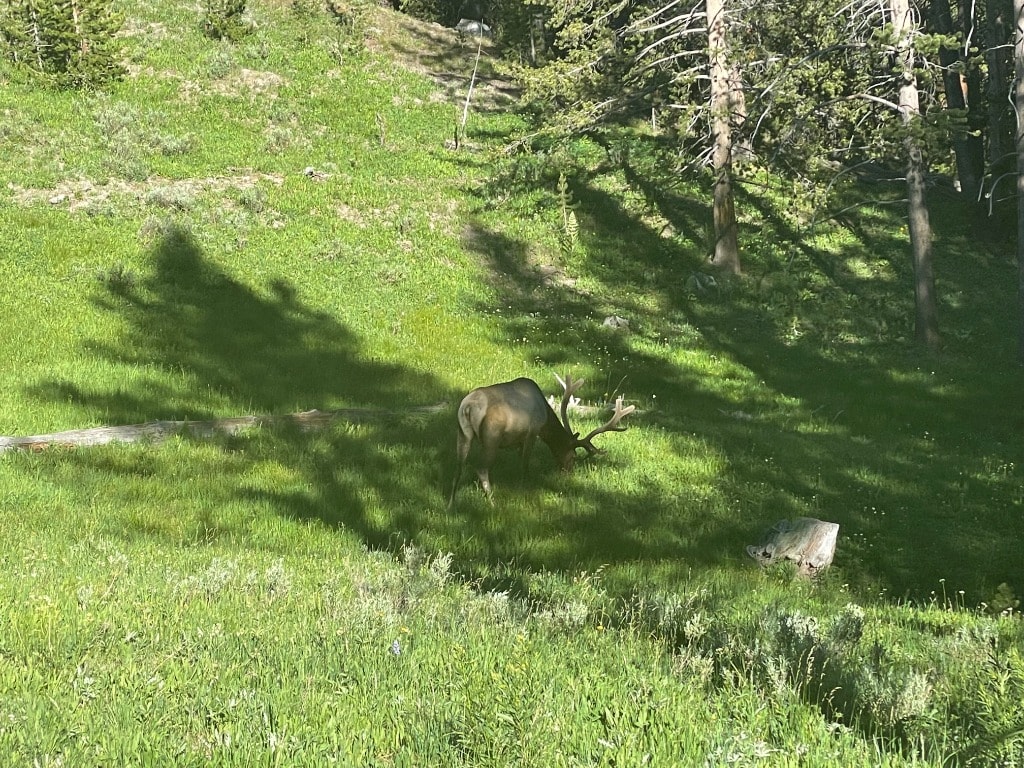 The Elk