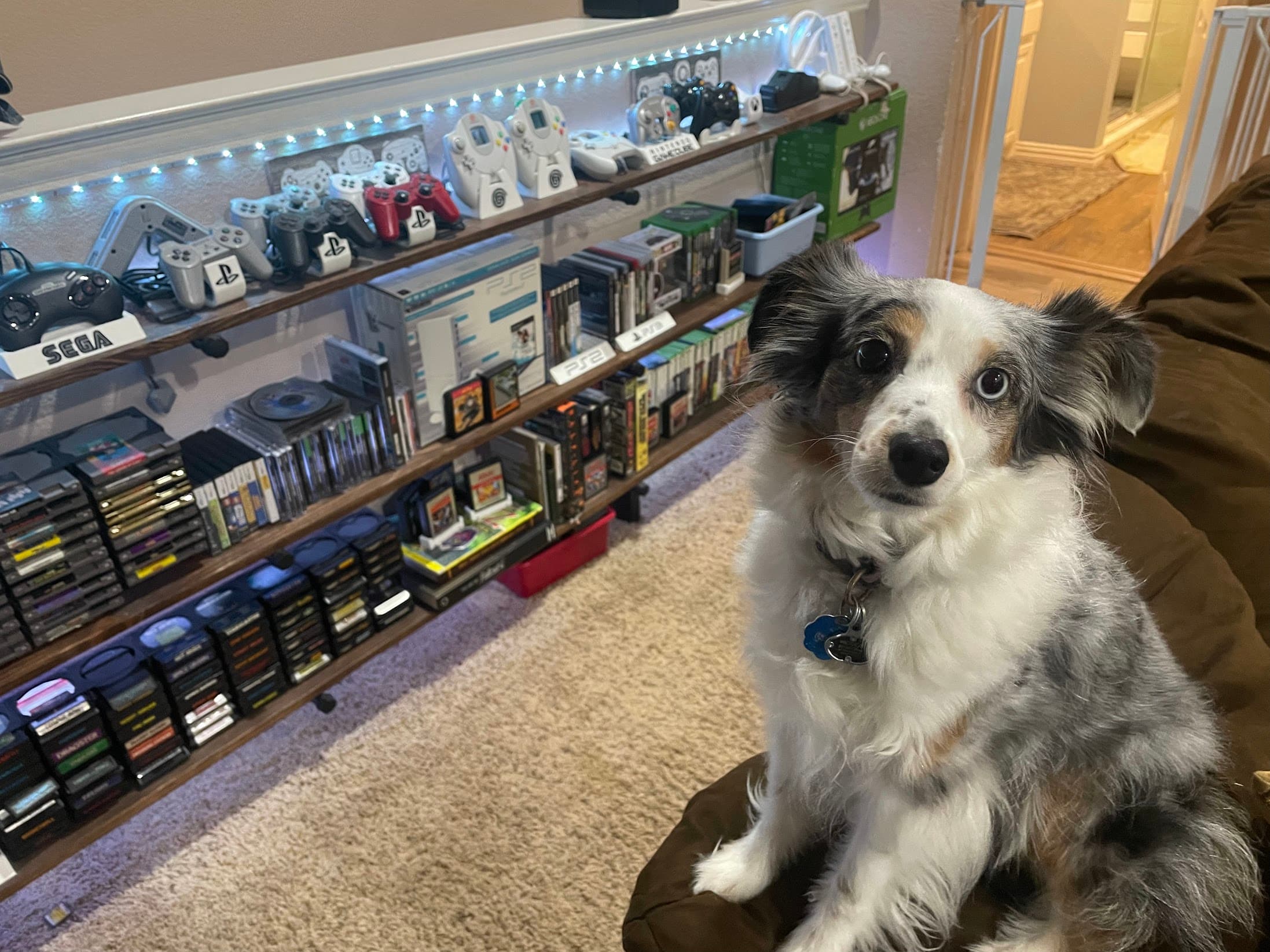 The Archive with Whisky the Dog